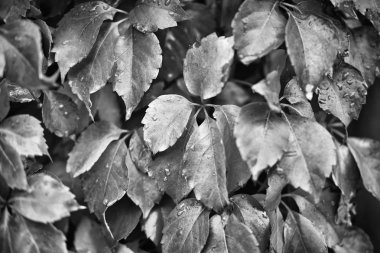 İtalya, kırsal, sonbahar, fox üzüm yaprakları bir bahçe içinde ıslak