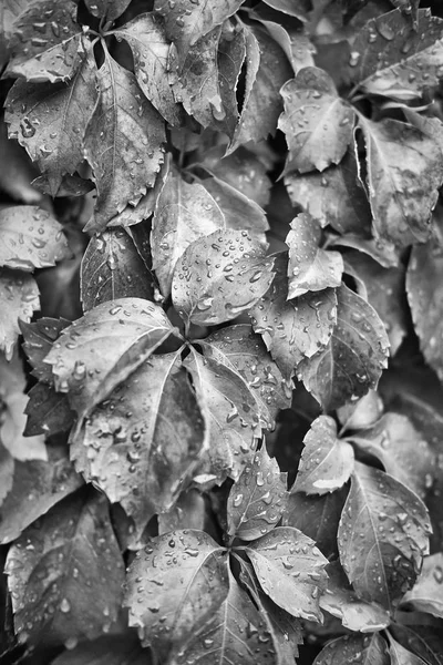 Italy, countryside, autumn, wet fox grape leaves in a garden