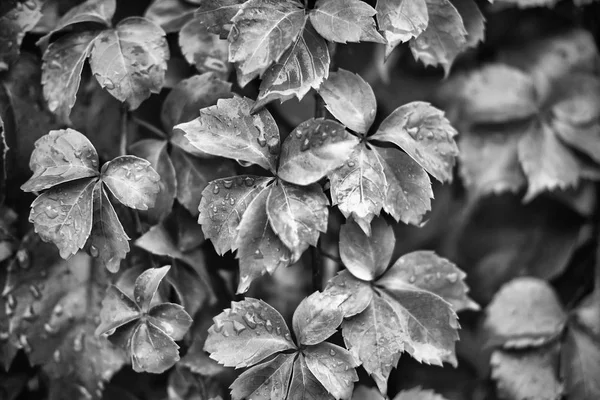 Italy, countryside, autumn, wet fox grape leaves in a garden