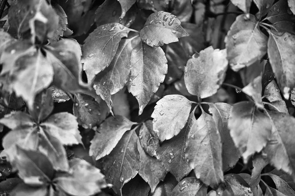 Italy Countryside Autumn Wet Fox Grape Leaves Garden — Stock Photo, Image