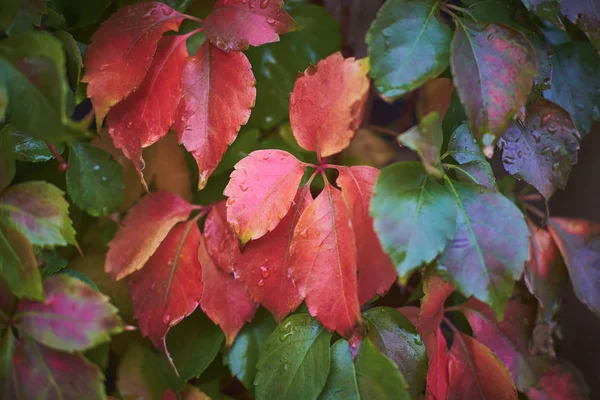 Italy Countryside Autumn Wet Fox Grape Leaves Garden — Stock Photo, Image