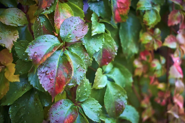 Itálie Krajina Podzim Mokré Fox Grape Listí Zahradě — Stock fotografie