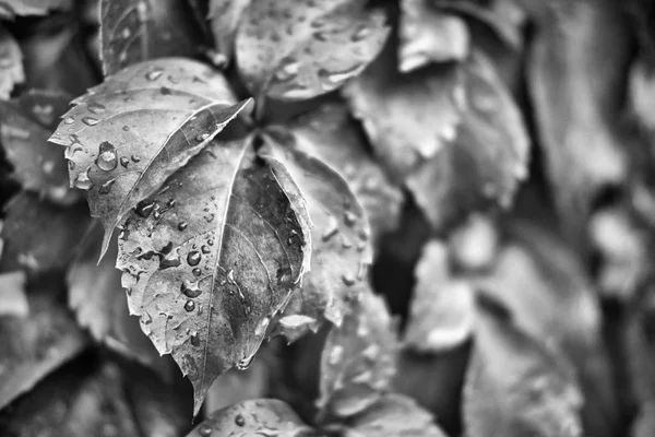 Italy, countryside, autumn, wet fox grape leaves in a garden