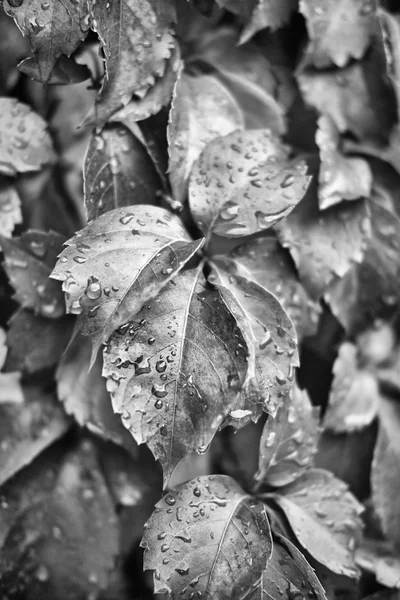 Italia Campo Otoño Zorro Mojado Hojas Uva Jardín —  Fotos de Stock