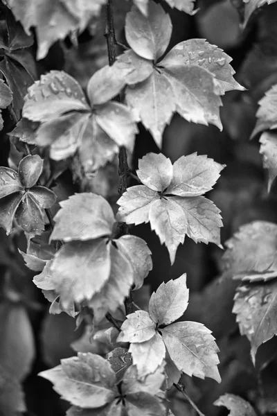 Italy, countryside, autumn, wet fox grape leaves in a garden