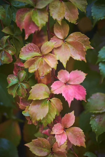 Italy, countryside, autumn, wet fox grape leaves in a garden