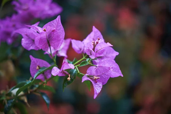 Italy Sicily Countryside Purple Bouganvilleas Garden — Stock Photo, Image