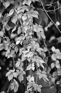 İtalya, kırsal, sonbahar, fox üzüm bir bahçede bırakır.