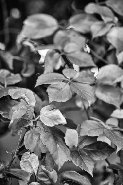 İtalya, kırsal, sonbahar, fox üzüm bir bahçede bırakır.