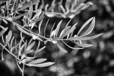 İtalya, Sicilya, kırsal, zeytin ağacı yaprakları