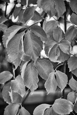 İtalya, kırsal, sonbahar, fox üzüm bir bahçede bırakır.