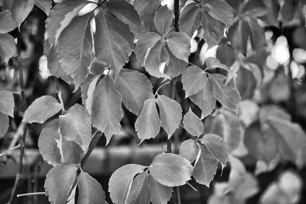 Italy, countryside, autumn, fox grape leaves in a garden