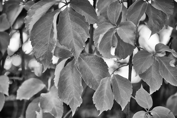 Italy, countryside, autumn, fox grape leaves in a garden