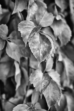 İtalya, kırsal, sonbahar, fox üzüm bir bahçede bırakır.