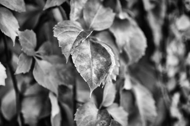 İtalya, kırsal, sonbahar, fox üzüm bir bahçede bırakır.