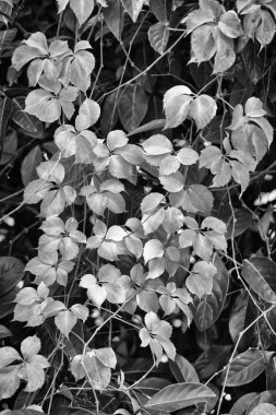 İtalya, kırsal, sonbahar, fox üzüm bir bahçede bırakır.