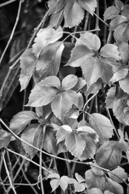 İtalya, kırsal, sonbahar, fox üzüm bir bahçede bırakır.