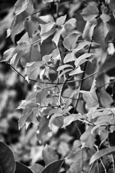 Италия Сельская Местность Осенние Сухие Листья Саду — стоковое фото