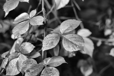 İtalya, kırsal, sonbahar, fox üzüm yaprakları ıslak