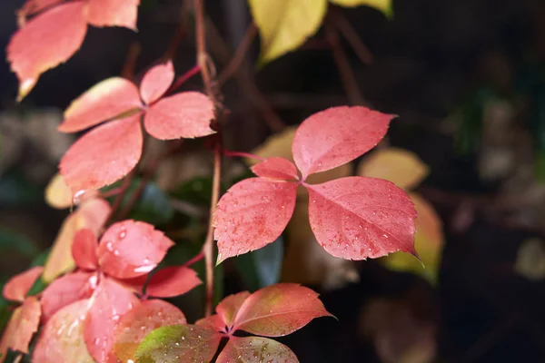 Itália Campo Outono Folhas Uva Raposa Molhada — Fotografia de Stock