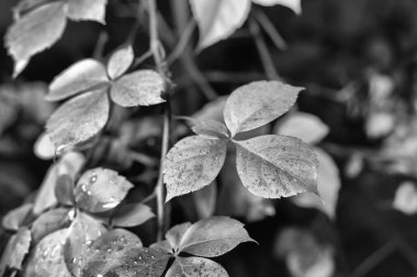 İtalya, kırsal, sonbahar, fox üzüm yaprakları ıslak