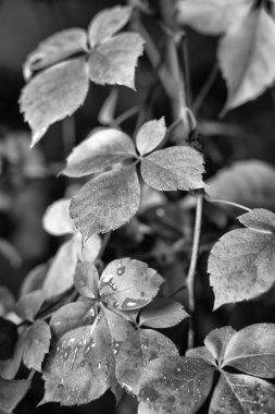 İtalya, kırsal, sonbahar, fox üzüm yaprakları ıslak