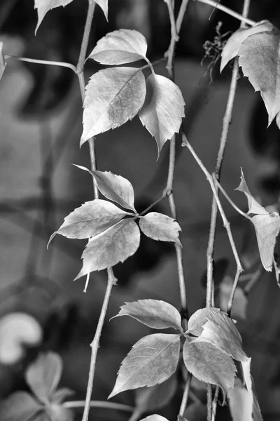 Itália Campo Outono Folhas Uva Raposa — Fotografia de Stock