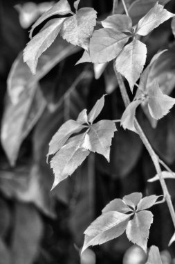 İtalya, kırsal, sonbahar, fox üzüm bir bahçede bırakır.