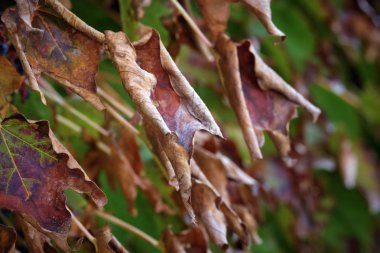 Bir bahçede İtalya, kırsal, sonbahar, Kuru fox üzüm yaprakları