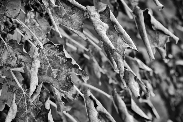 Italy, countryside, autumn, dry fox grape leaves in a garden