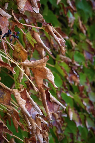 Italy Countryside Autumn Dry Fox Grape Leaves Garden — Stock Photo, Image