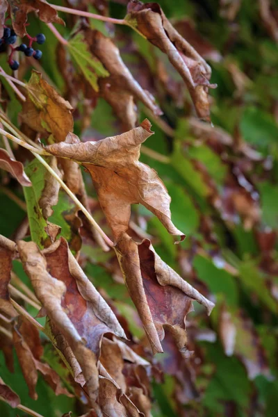 Italy, countryside, autumn, dry fox grape leaves in a garden