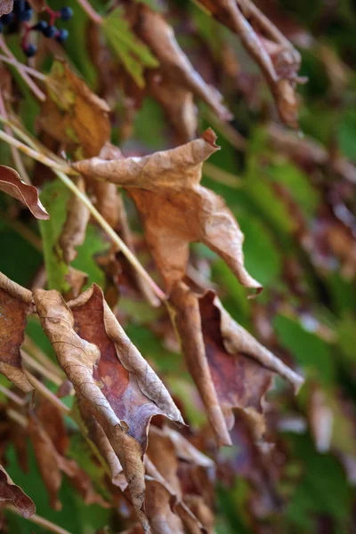 Italy, countryside, autumn, dry fox grape leaves in a garden