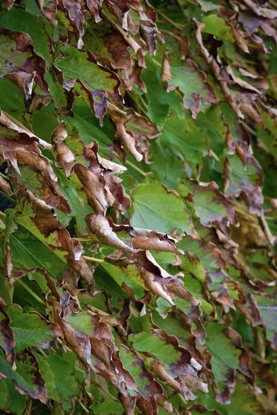 Itálie Krajina Podzim Suché Fox Grape Listí Zahradě — Stock fotografie