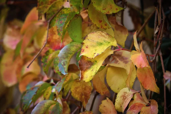 Италия Сельская Местность Осень Сухие Листья Саду — стоковое фото