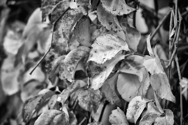 Itália Campo Outono Folhas Secas Jardim — Fotografia de Stock