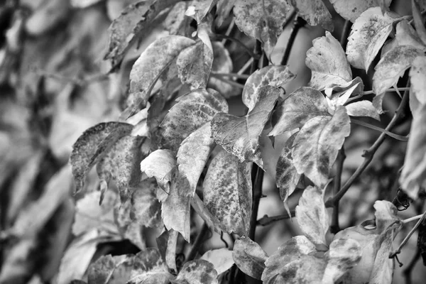 意大利 花园中的枯叶 — 图库照片