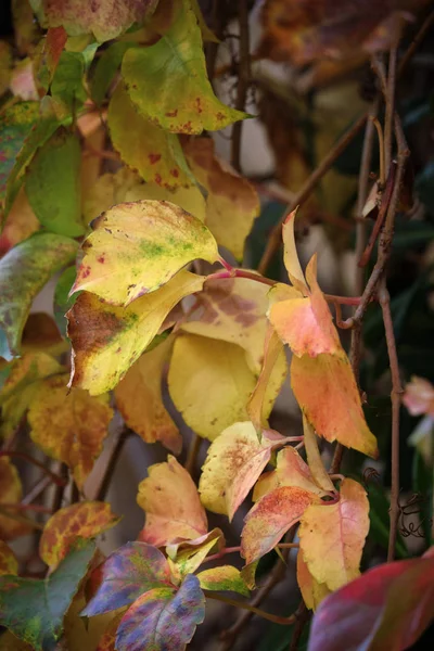 Italia Campo Otoño Hojas Secas Jardín — Foto de Stock