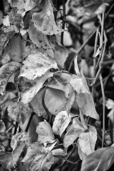 Italie Campagne Automne Feuilles Sèches Dans Jardin — Photo