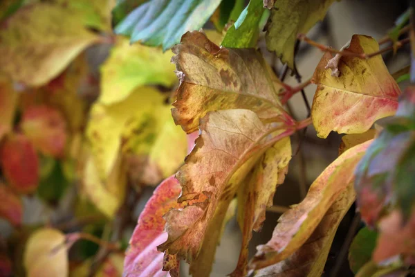 Itália Campo Outono Folhas Secas Jardim — Fotografia de Stock