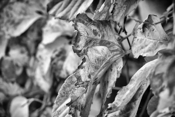 Italië Platteland Herfst Droge Bladeren Een Tuin — Stockfoto