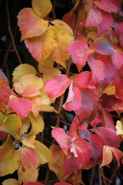 Italië Platteland Herfst Droge Bladeren Een Tuin — Stockfoto