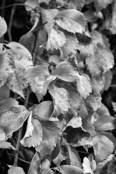 Italy Countryside Autumn Dry Leaves Garden — Stock Photo, Image