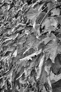 Bir bahçede İtalya, kırsal, sonbahar, Kuru fox üzüm yaprakları