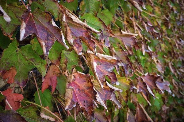 Itália Campo Outono Folhas Uva Raposa Seca Jardim — Fotografia de Stock