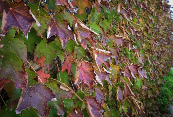 Italia Campagna Autunno Foglie Secche Uva Volpe Giardino — Foto Stock