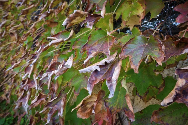 Italy Countryside Autumn Dry Fox Grape Leaves Garden — Stock Photo, Image