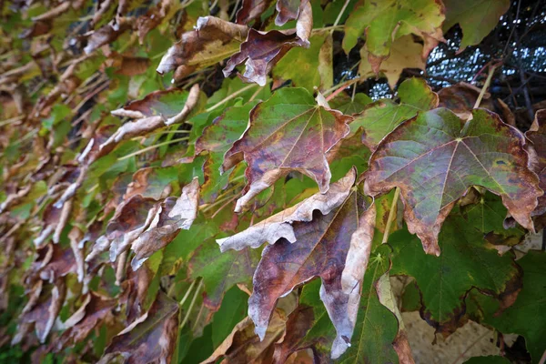 Itálie Krajina Podzim Suché Fox Grape Listí Zahradě — Stock fotografie