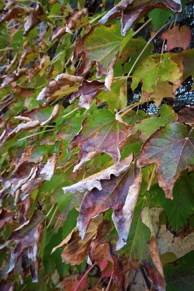 Itália Campo Outono Folhas Uva Raposa Seca Jardim — Fotografia de Stock