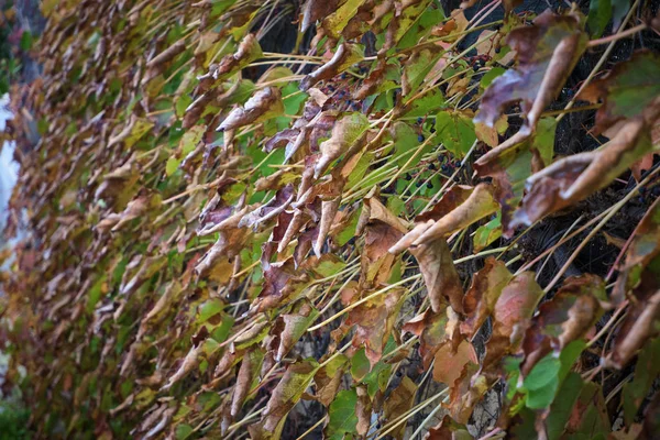 Itálie Krajina Podzim Suché Fox Grape Listí Zahradě — Stock fotografie